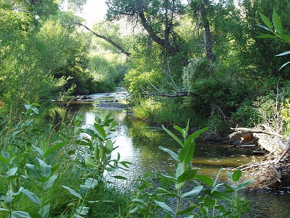 Fish from your back yard