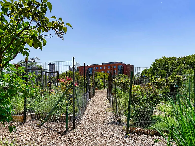 Enjoy home grown veggies from your new community garden