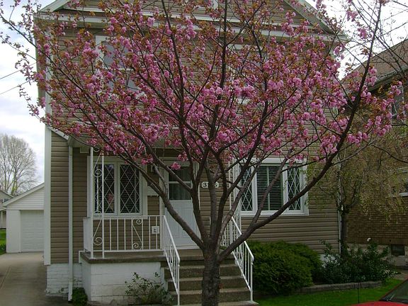April 2012, privacy tree starts to bloom.