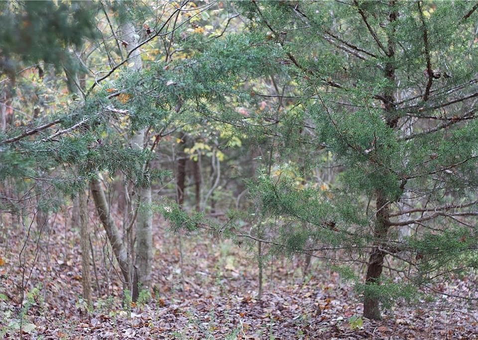 2nd image of Trasher Ln