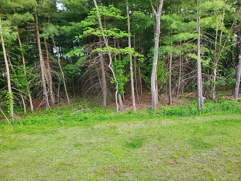 Back serene forest setting