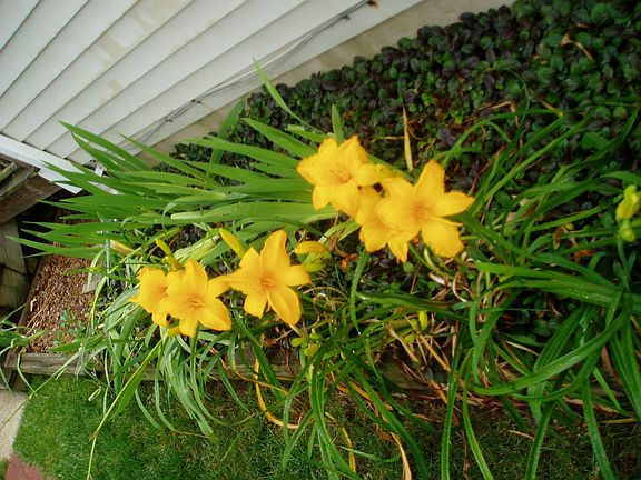 Iris, Everything in the yard can is perennial