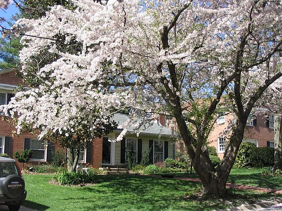 cherry tree in bloom