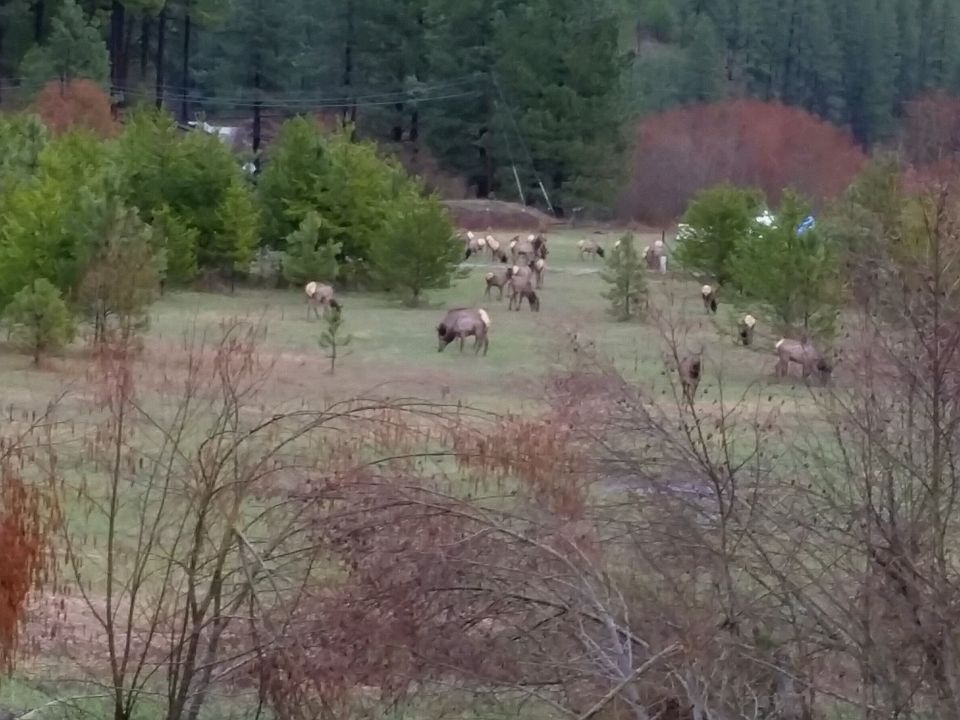 Elk in the grazing field