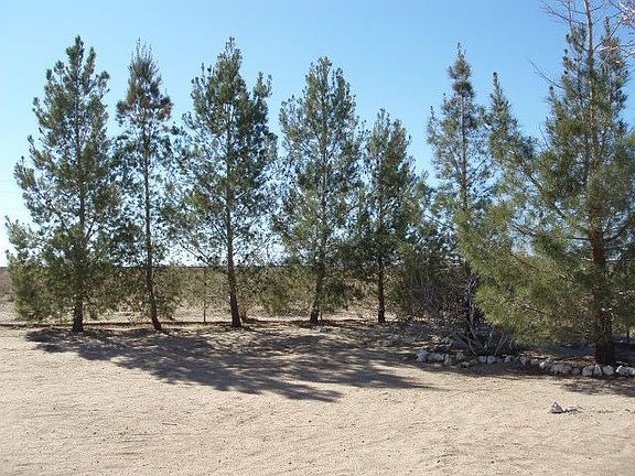 Matured Pine tress [Corner(SW)]