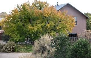 apricot tree