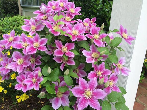 Front door clematis