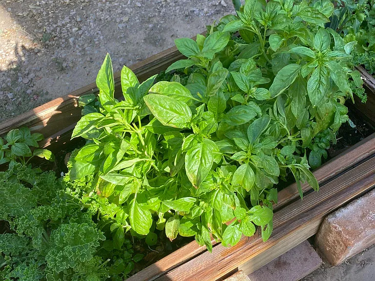 Basil growing well in the backyard. You can eat anytime