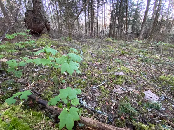 0 Quarry Road, Wheelock, VT 05851