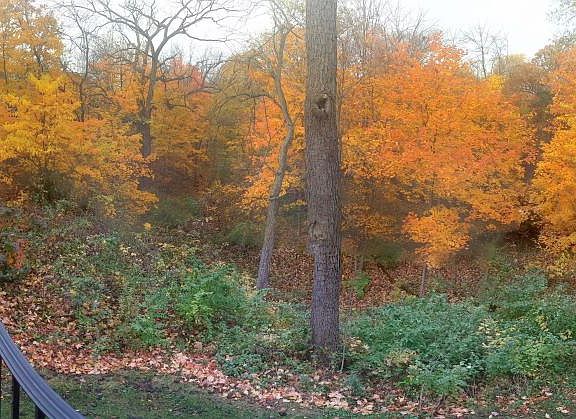 Fall View