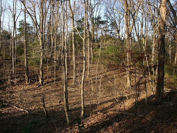 5th image of 533 Dogwood Dr