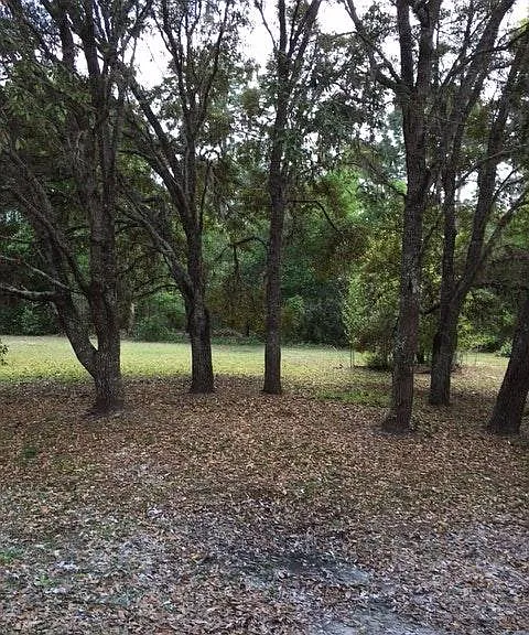 Back yard
