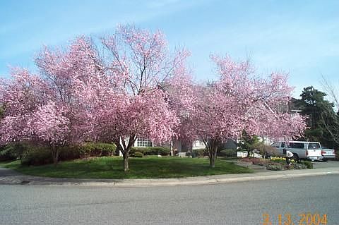Beautiful Cherry Flowers
