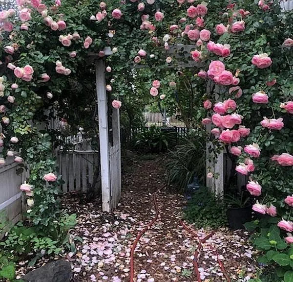 Side garden