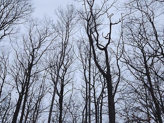 4th image of 8107 Deer Ridge Ct