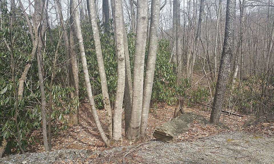 1st image of Yellow Violet Dr #54