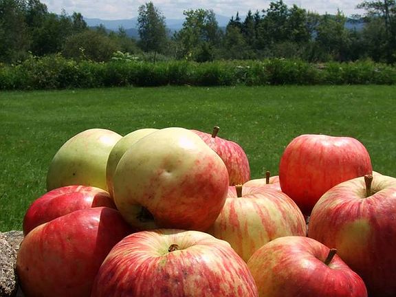Our heirloom apples.
