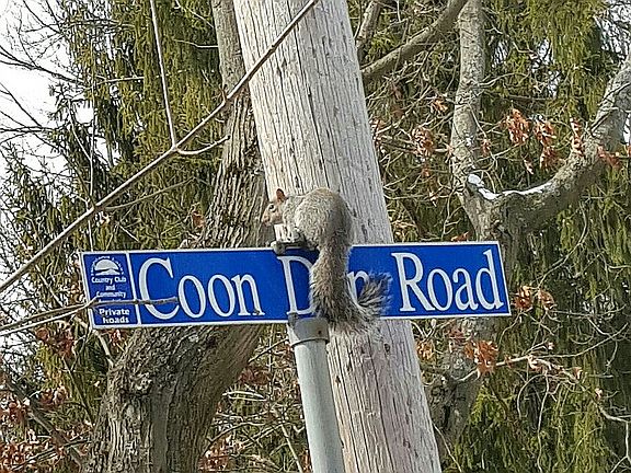 Nature & critters all around