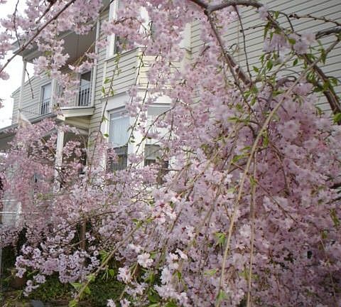 Trees in bloom in spring
