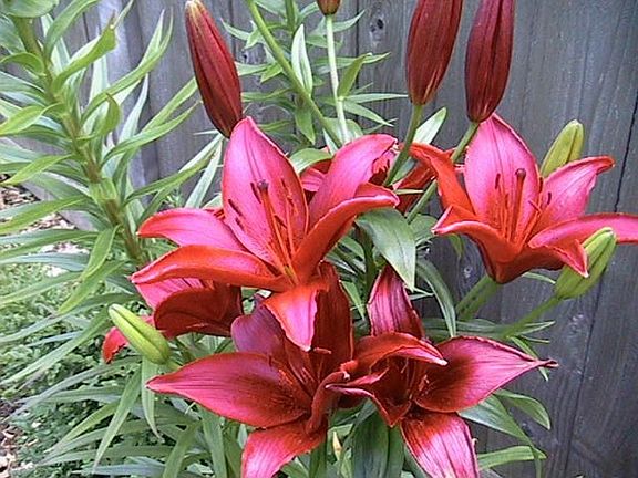 wonderful gardens