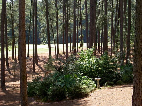 View of the backyard