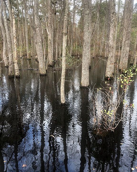 Davis Bridge Rd, Williston, SC 29853 Zillow
