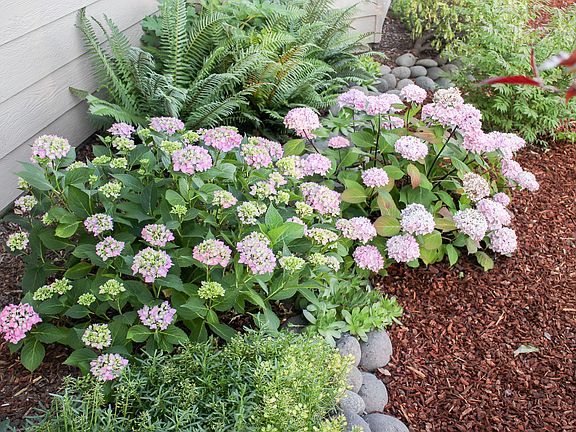 Hydrangea near entry