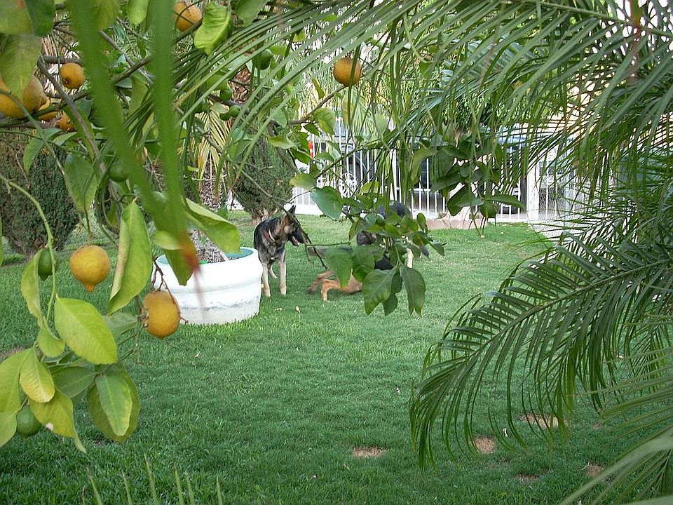 front yard fruit trees