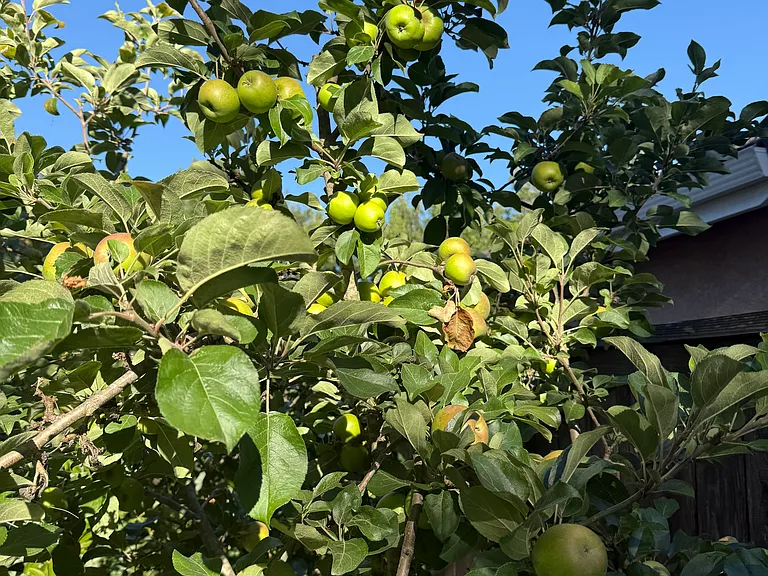 Apple tree