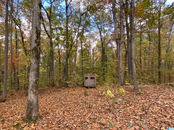 Highway 23 Acres #11.45, Springville, AL 35146