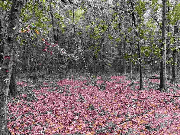 LOT 16 Pineview Church Rd, Jay, FL 32565