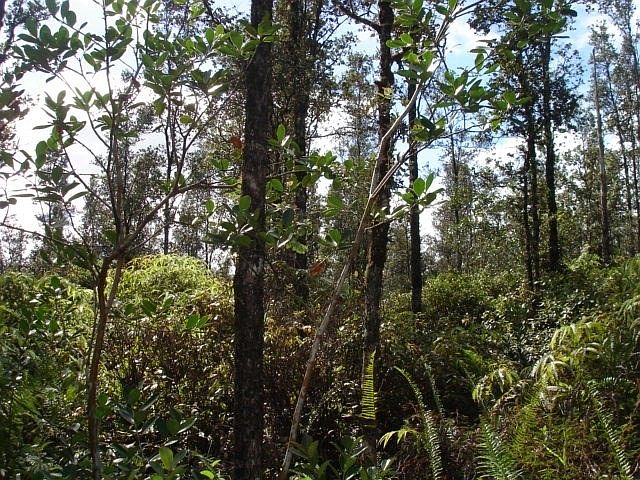 2nd image of Hopue Road Rd #3-lot 3030