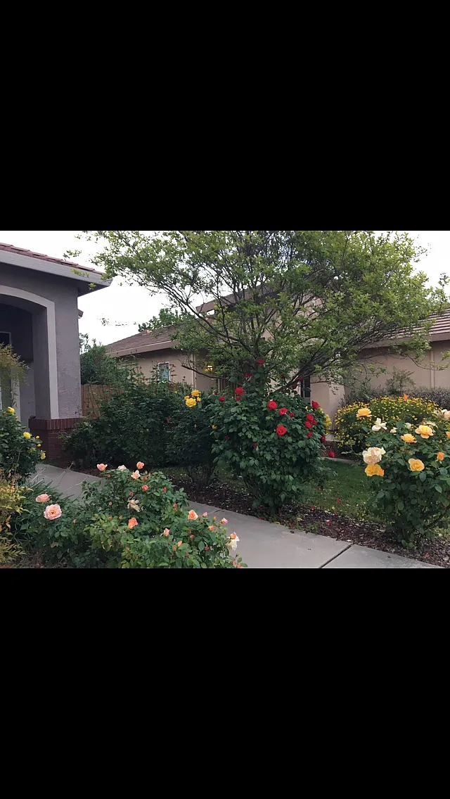 10749 Auvernat Dr — Photo 3