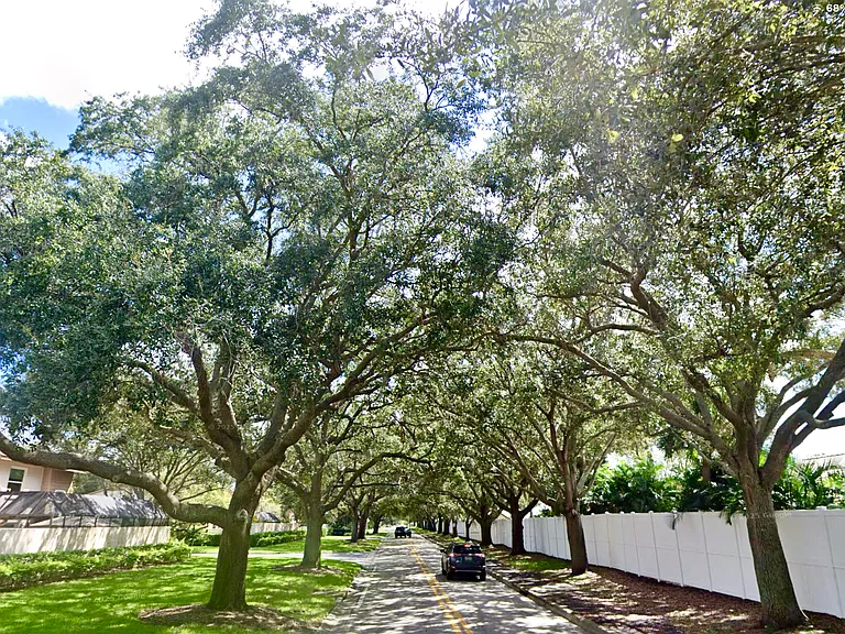 Protected tree canopy with road that leads you home.