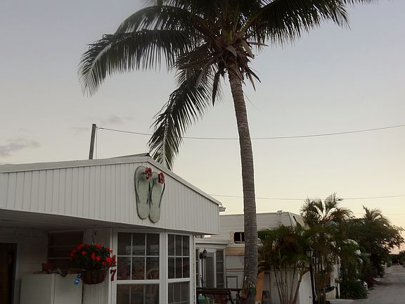 Coconut Palm Tree Included
