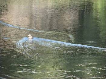 1st image of 39774 Pierce Lake Dr