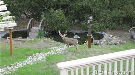 A buck at the pond