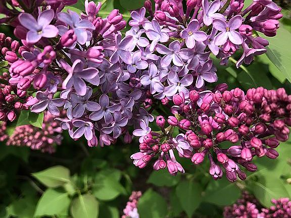 Backyard Lilacs 