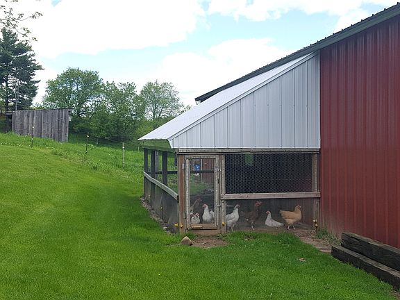 Outdoor chicken run