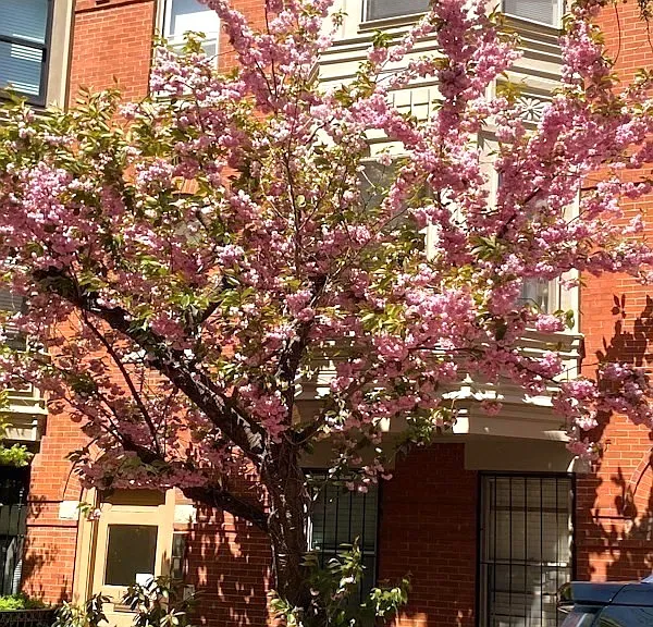12 Follen St #2 — Photo 10