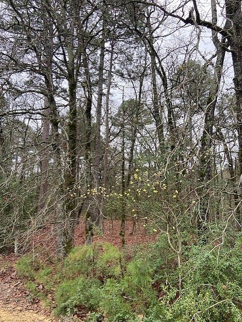 1st image of 2529 County Road 3540
