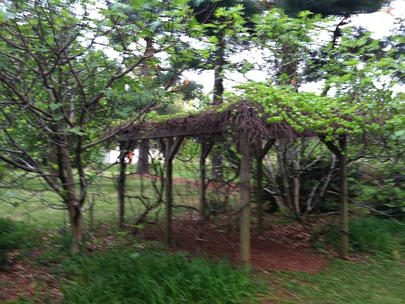 Grape arbor 