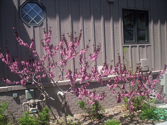 Back House (South) Partial