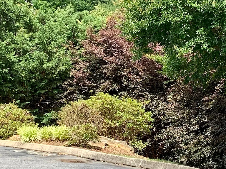 Green space outside rental unit.