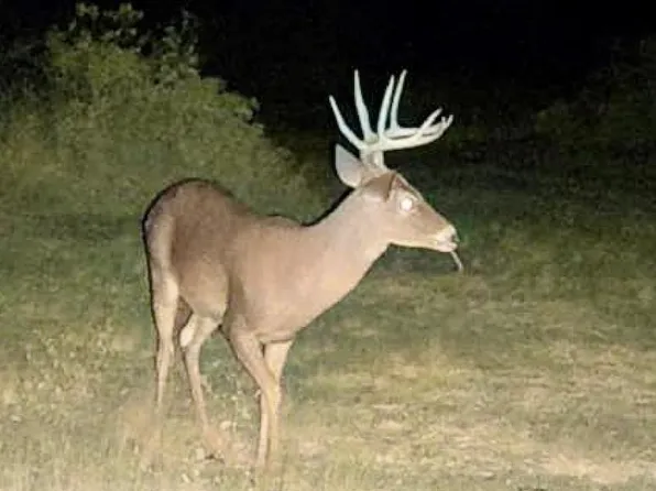 0 Pine Top Rnch, Rocksprings, TX 78880