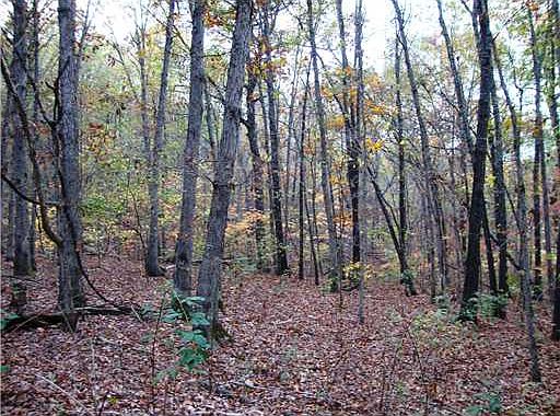 1st image of Scotter Ln
