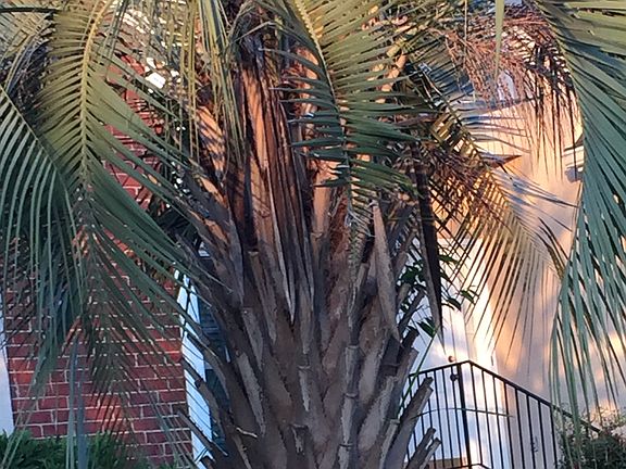  Landscaped with Pinto Palms