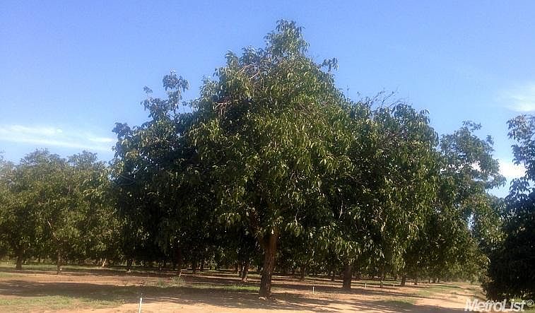 Nice trees