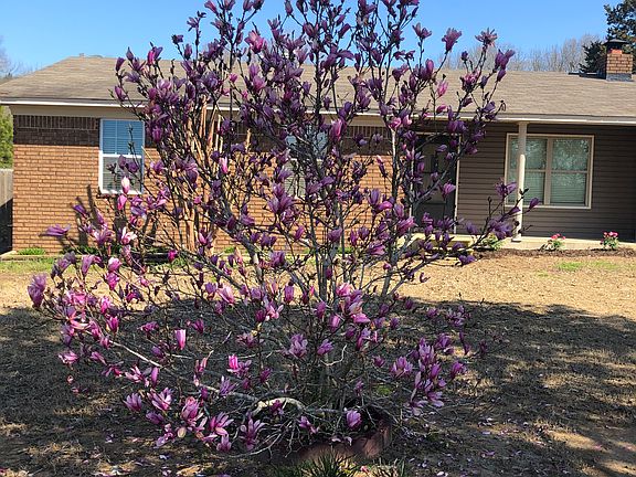 Tulip tree