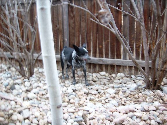 Diego is hunting for his bone in the back yard.